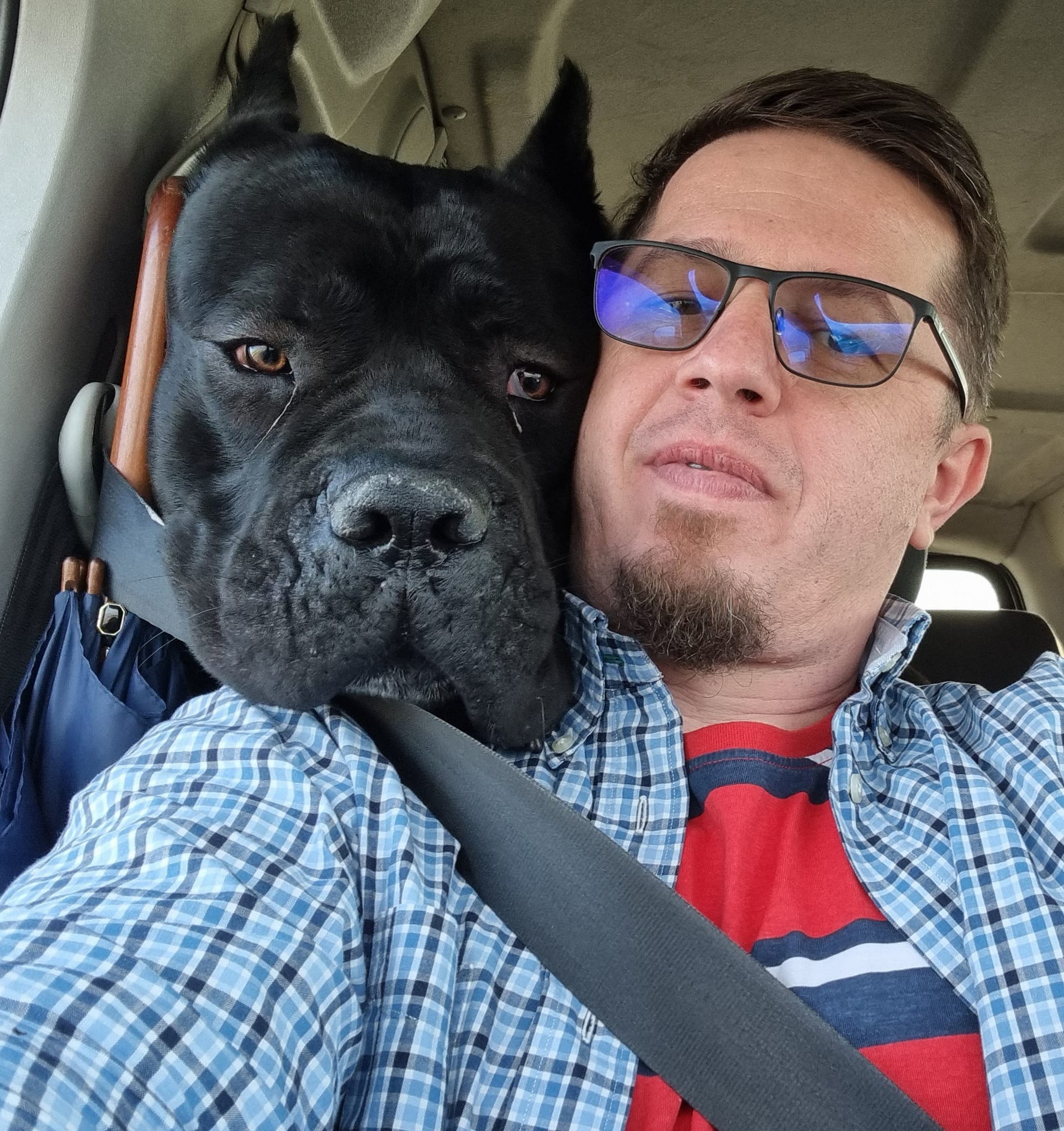 Alex – fondatorul canisei Nobile Corso din Mogoșoaia