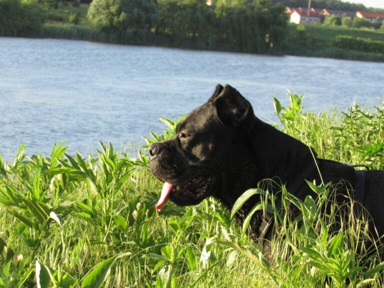 Cane Corso femela – Reggae Nobile Corso di Mogoșoaia