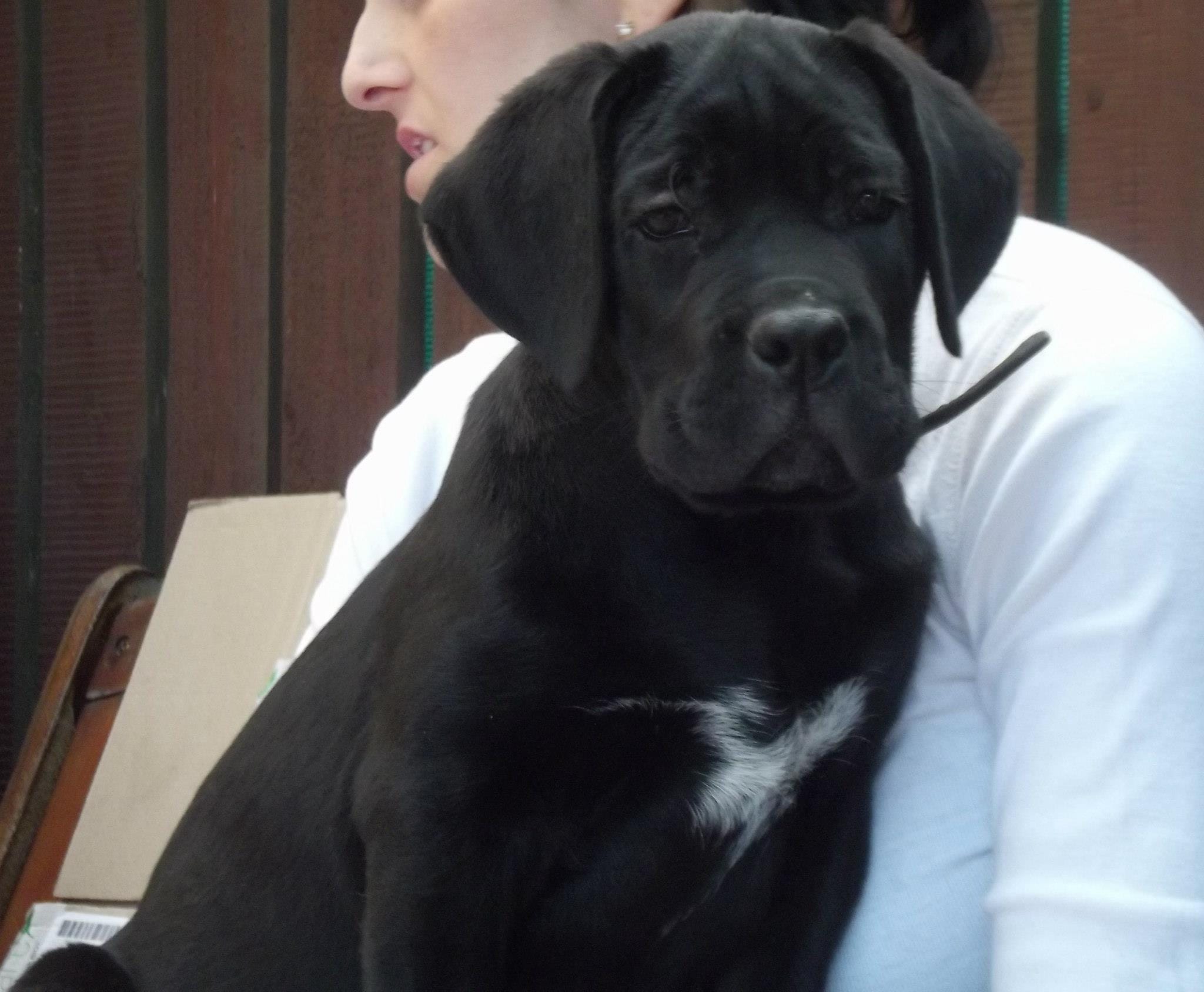 Reggae, femela Cane Corso din canisa Nobile Corso