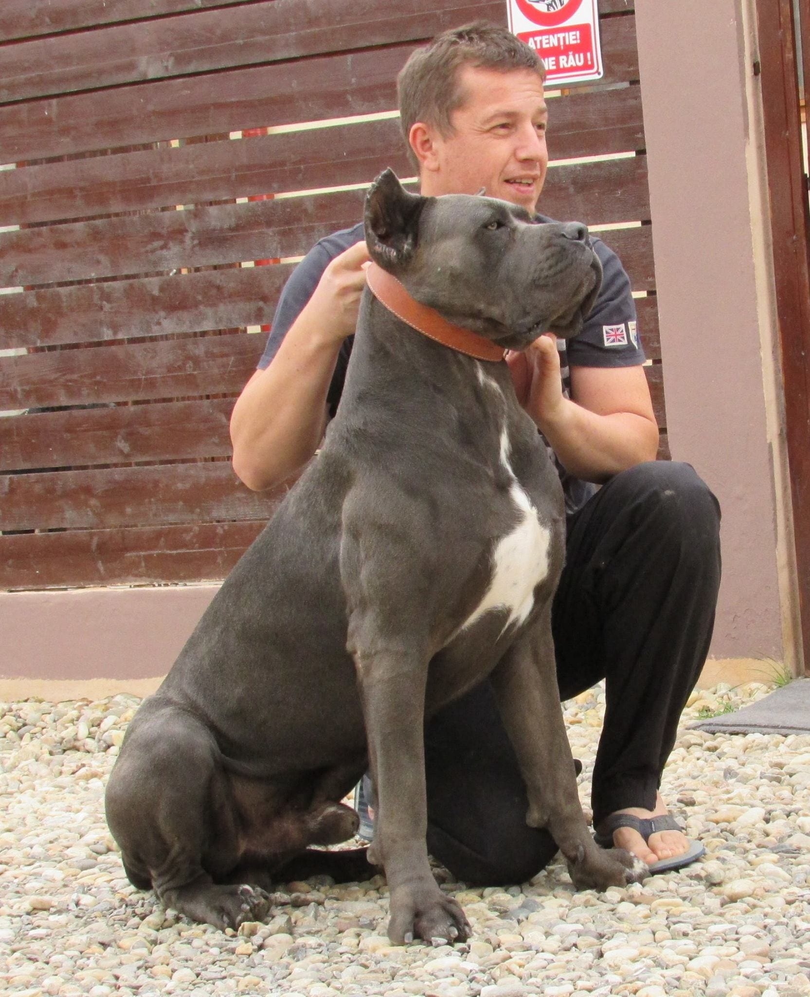 Cane Corso blue Victorius – mascul gri din canisa de Cane Corso din Mogoșoaia