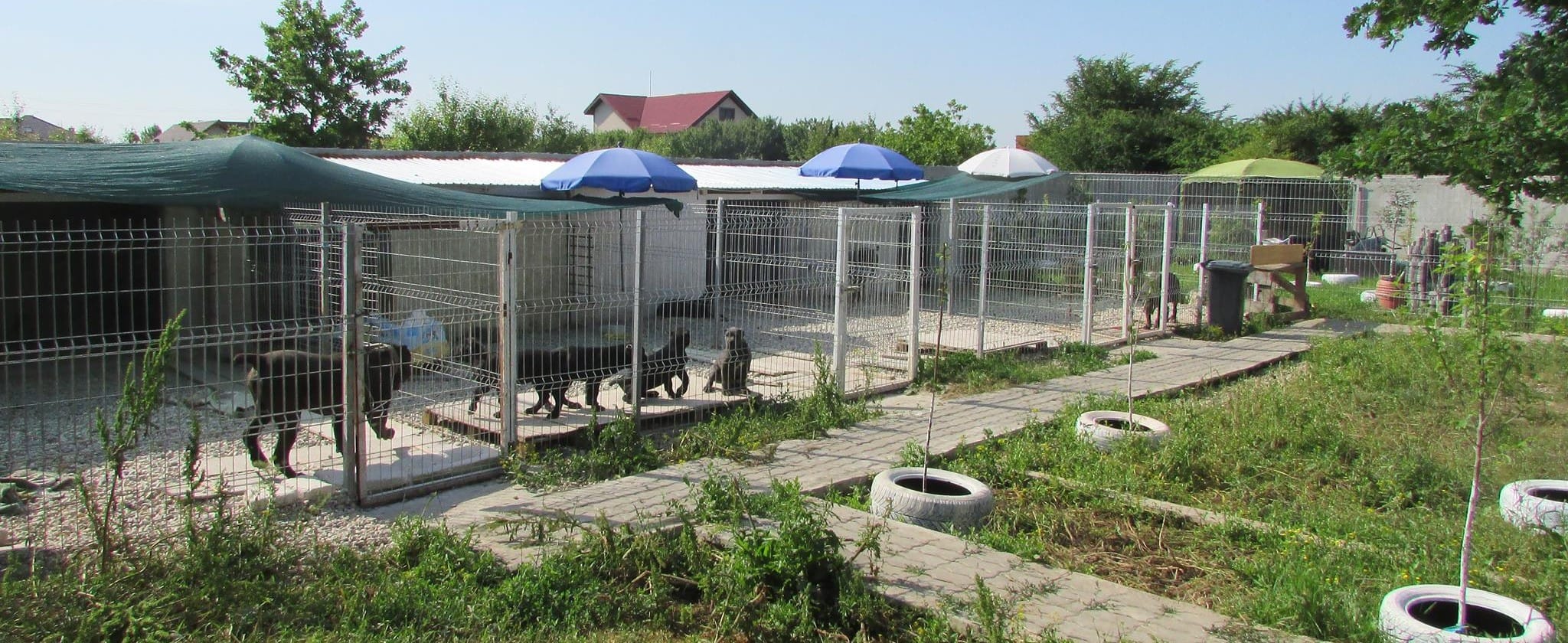 Canisa Cane Corso Nobile Corso di Mogoșoaia - pui Cane Corso