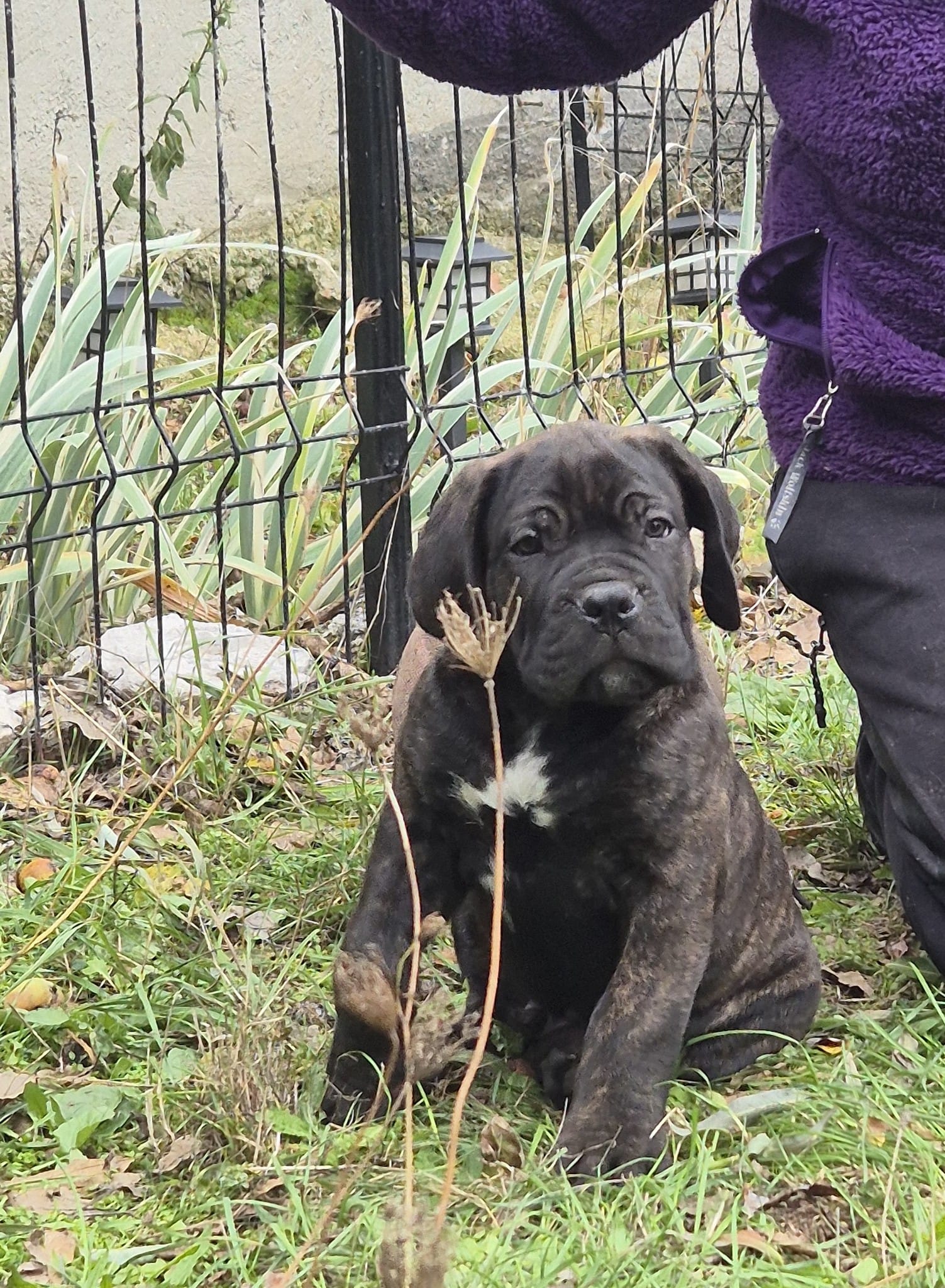 KAPA Nobile Corso di Mogoșoaia - mascul Cane Corso, structură foarte puternică