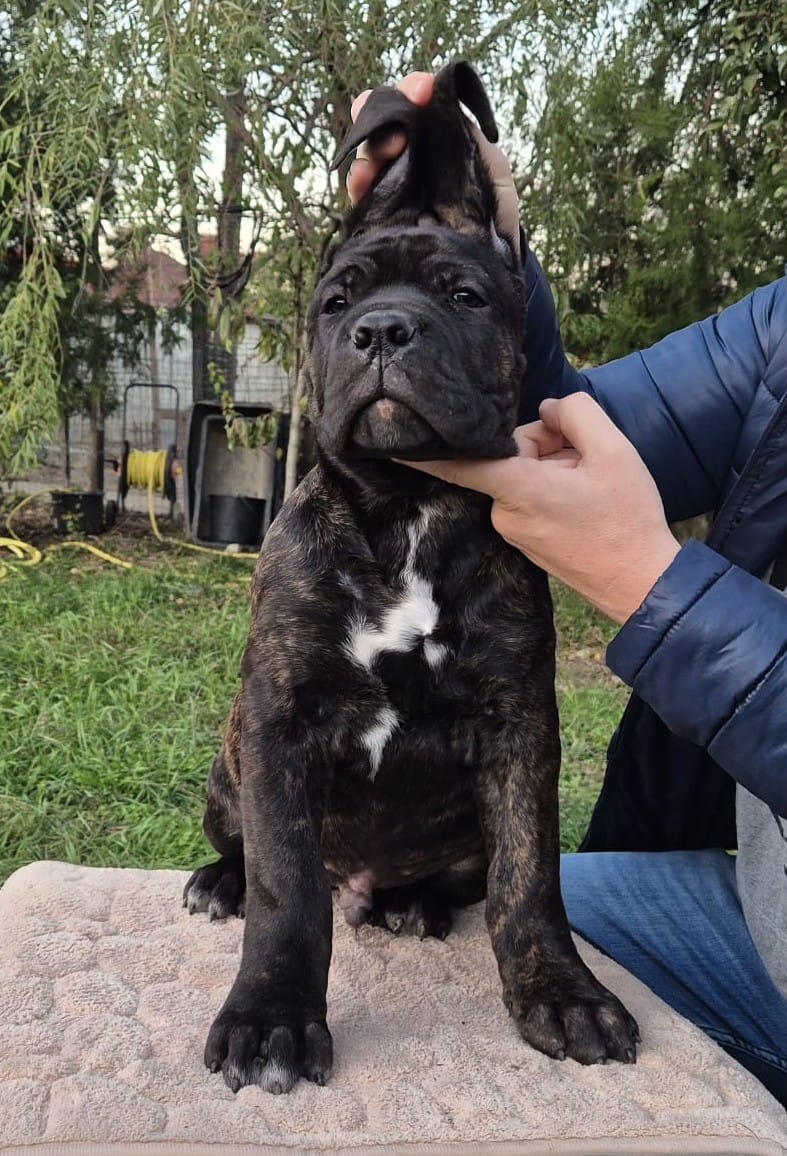 Cățel Cane Corso mascul născut 20 august 2025, KAPA Nobile Corso di Mogoșoaia