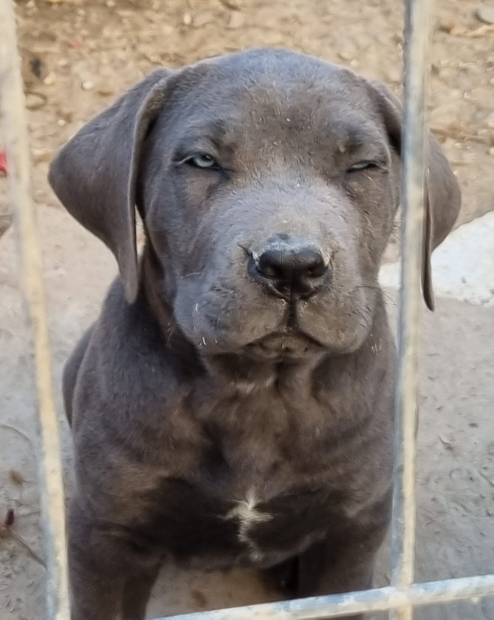 Pui gri Cane Corso din canisa Nobile Corso