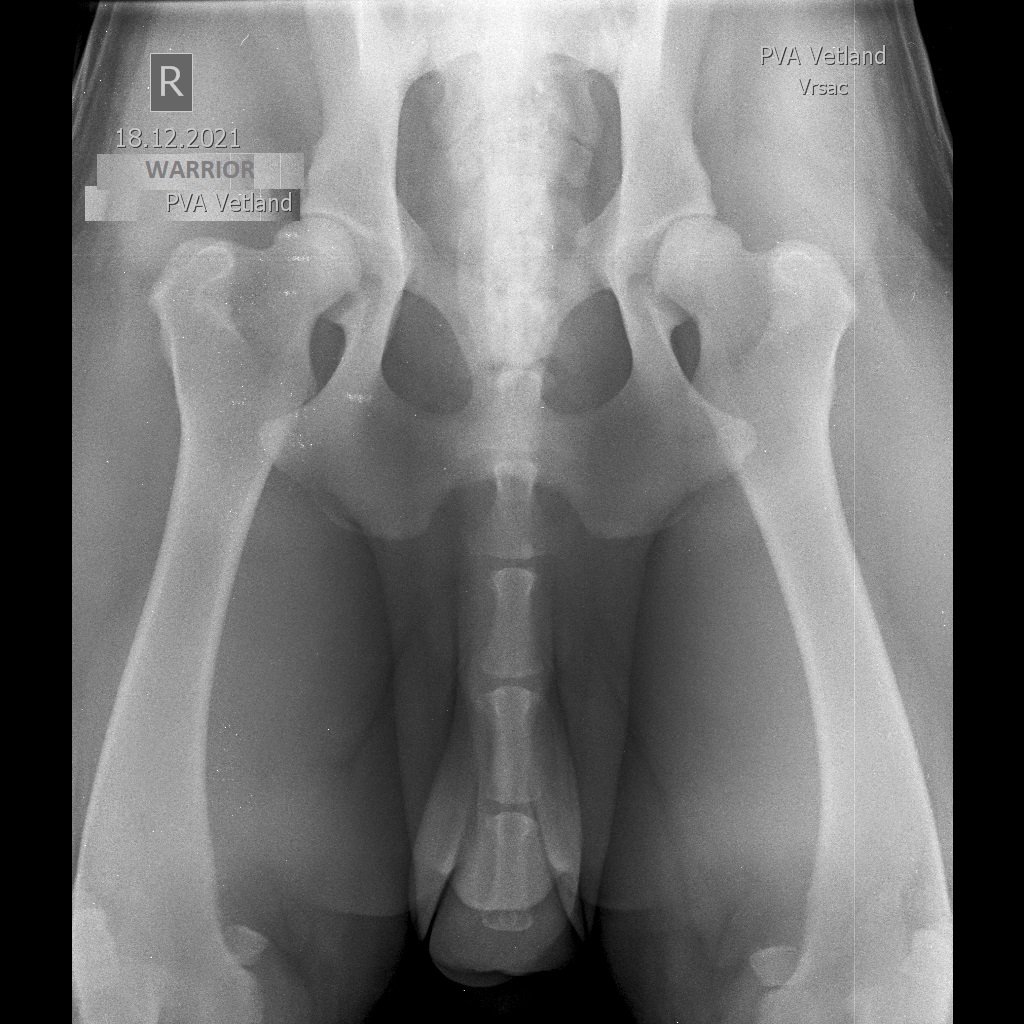 Radiografie șold câine 75 kg Warrior HD A – exemplu displazie la câini prevenită prin alimentație corectă