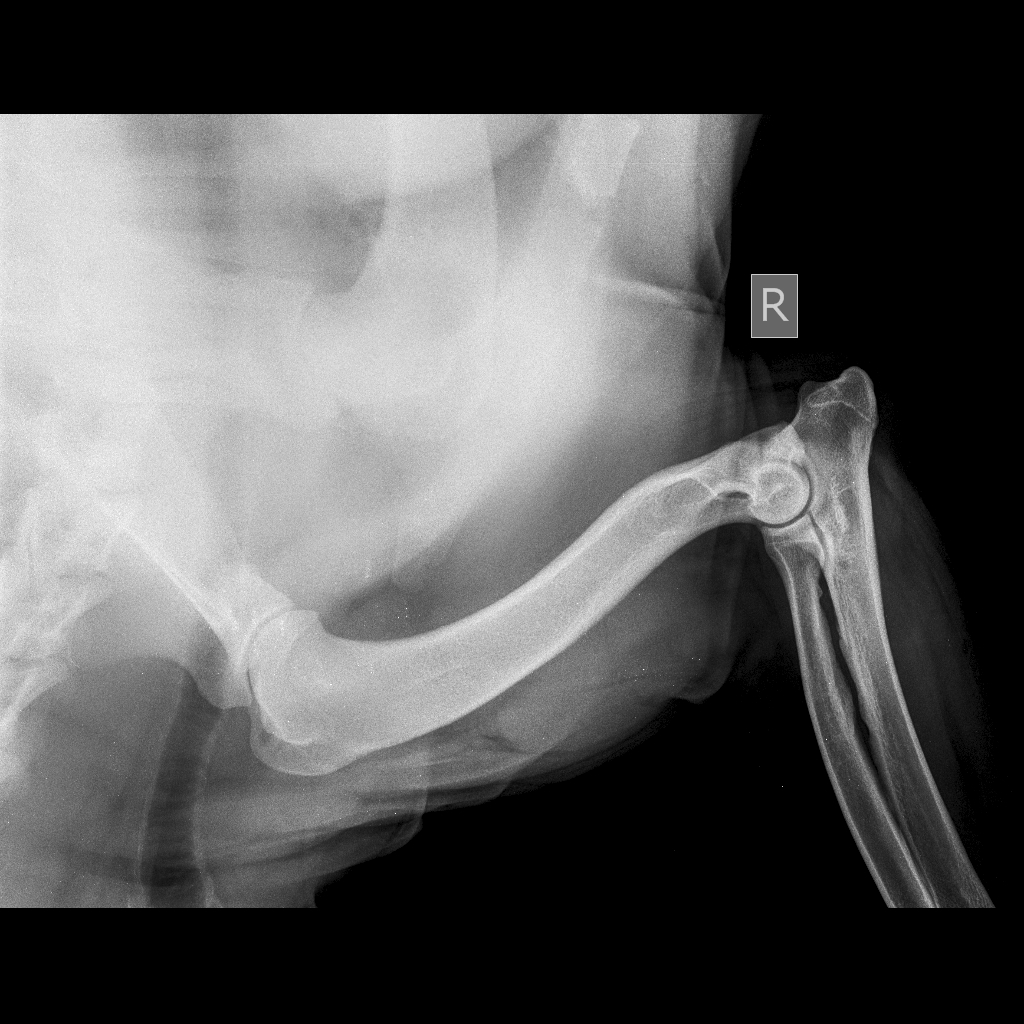Radiografie șold câine – alt unghi, exemplu HD A