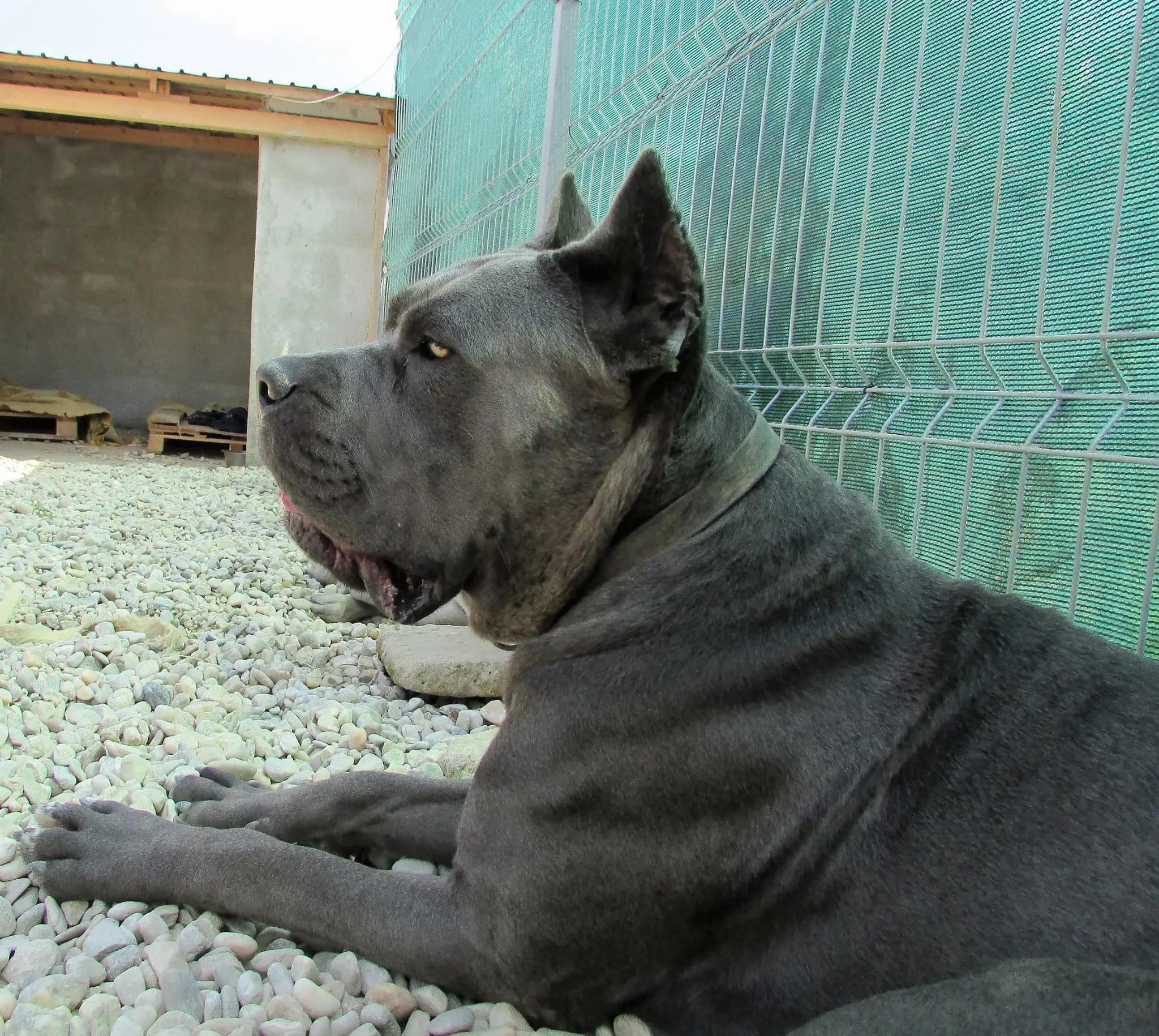 Victorius Nobile Corso profil Cane Corso standard italian