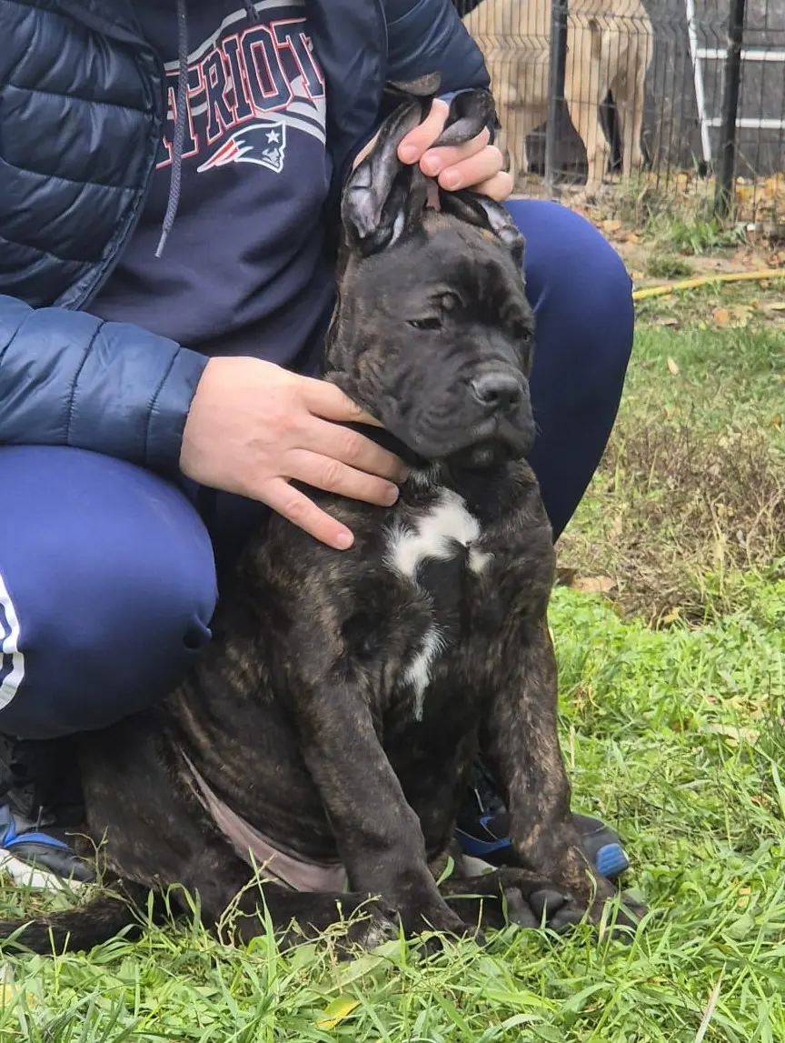 Bobo, pui de Cane Corso tigrat, alături de crescătorul său în curte la Nobile Corso di Mogoșoaia