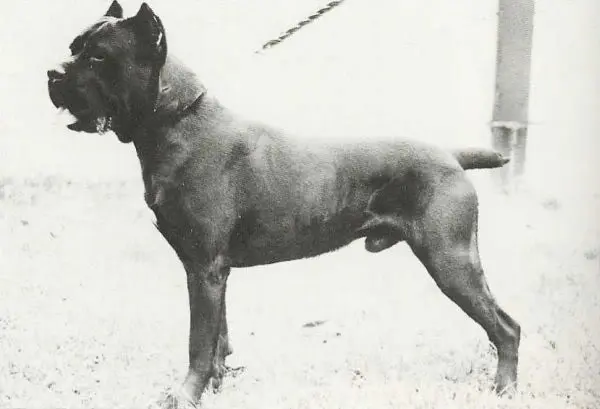 Basir Cane Corso prototipul standardului italian