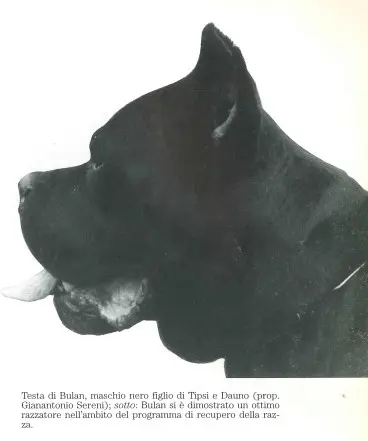 Bulan Cane Corso cap tipic standard italian