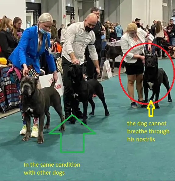 Boxer premiat ca si cane corso expozitie