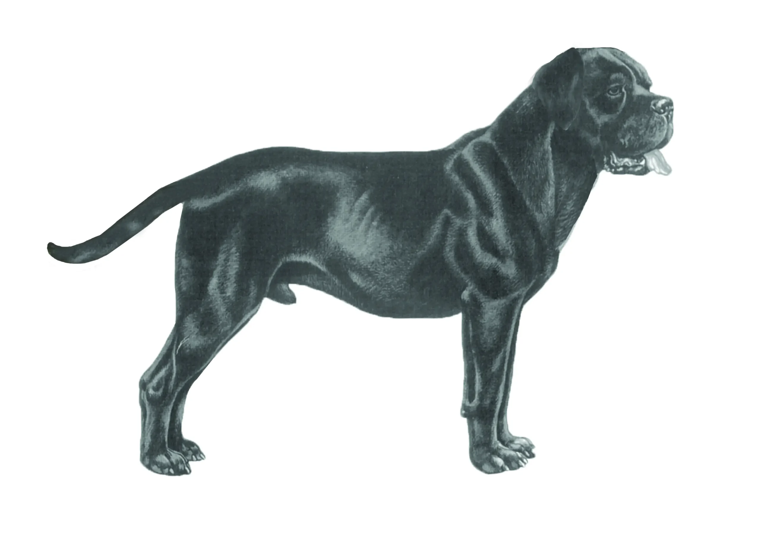 Interpretare moderna labradorizata a standardului Cane Corso