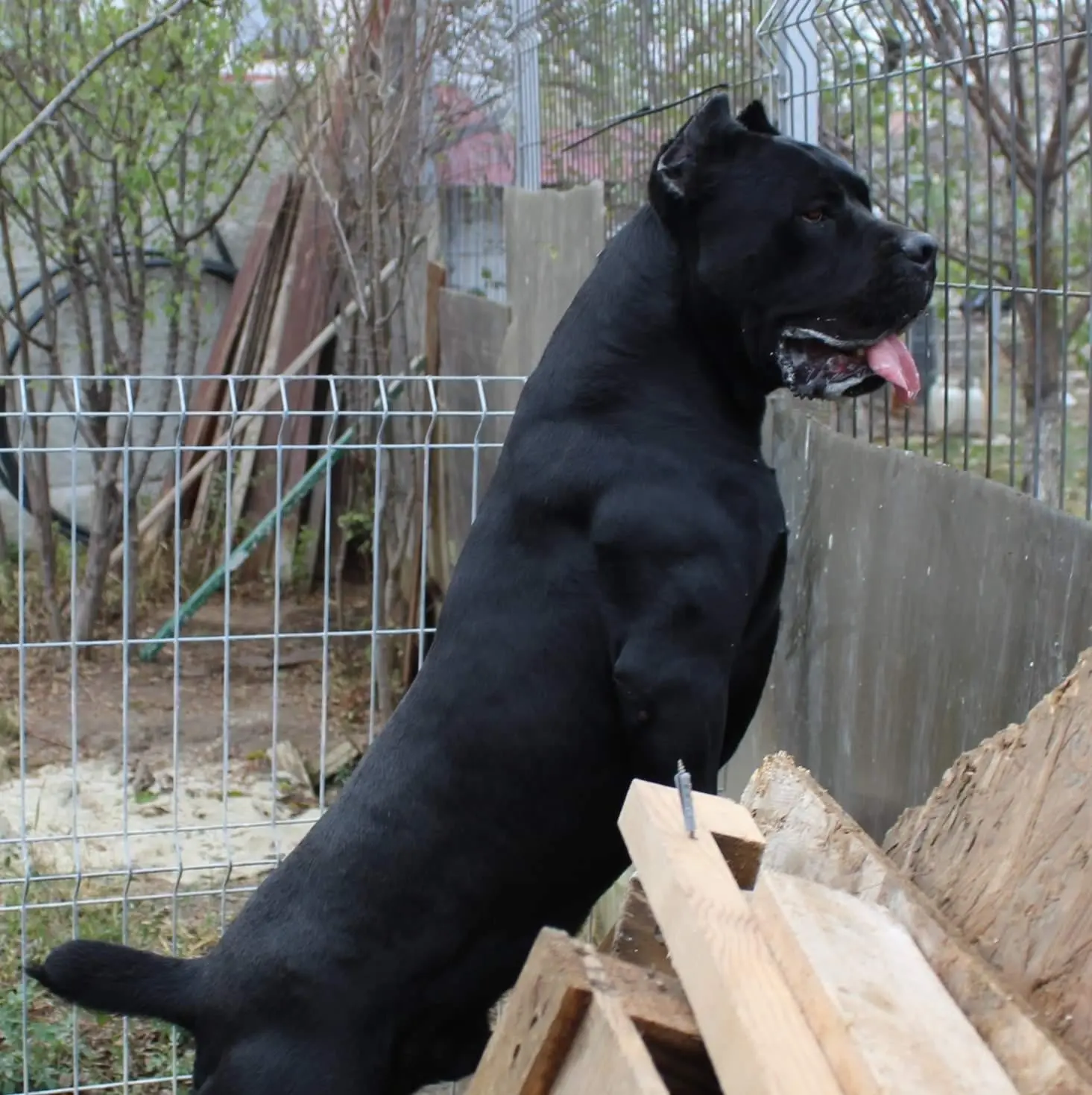 Profil clasic Cane Corso italian tipic