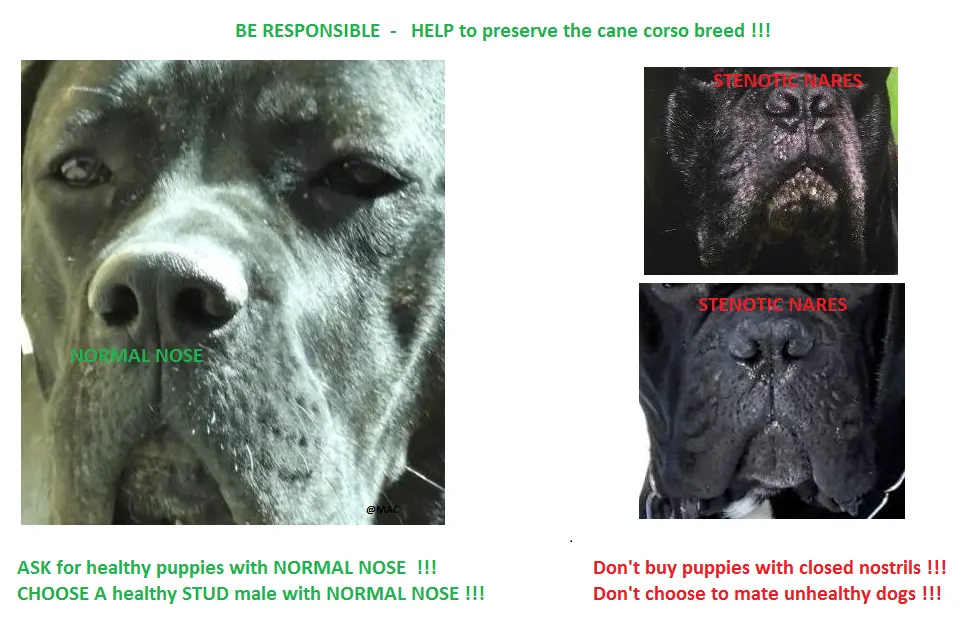 Cane corso narine inchise probleme respiratie