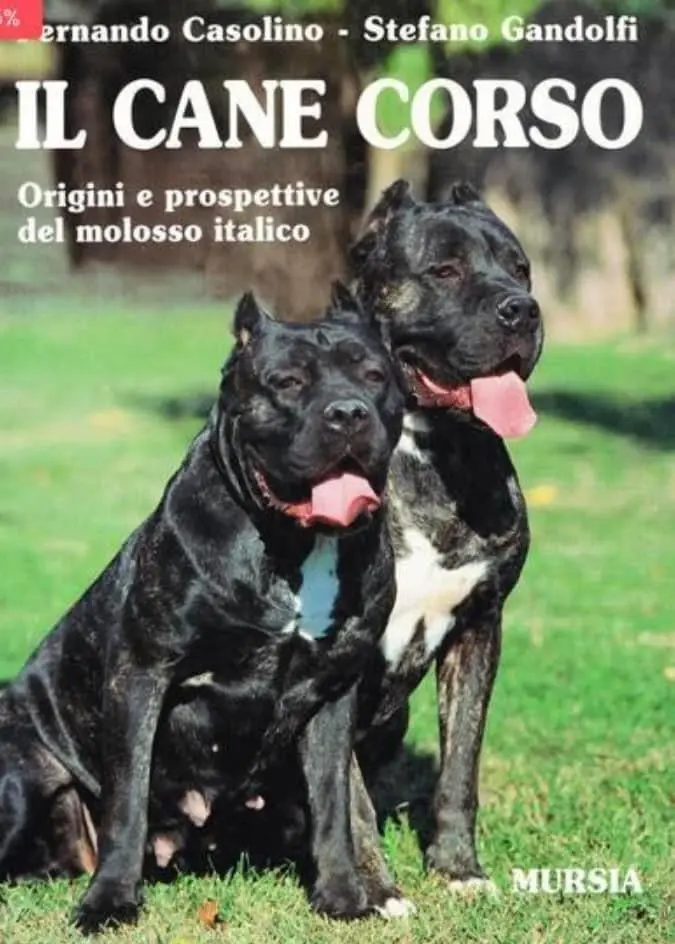 Originea rasei cane corso