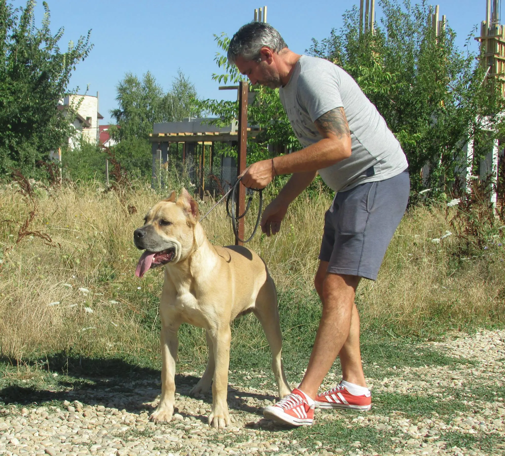 Lae – L’Antico Nobile Cane Corso Timișoara, prieten și colaborator