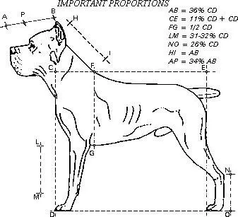 Proporțiile și standardul rasei Cane Corso