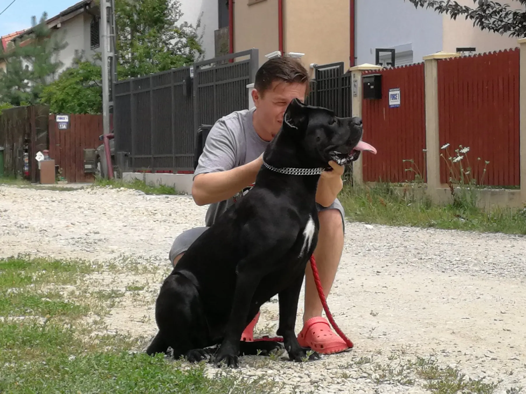 Selfie Nobile Corso di Mogoșoaia, fiica lui Reggae, femelă născută în canisa noastră