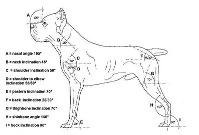 Standard morfologic original Cane Corso cu unghiuri și proporții