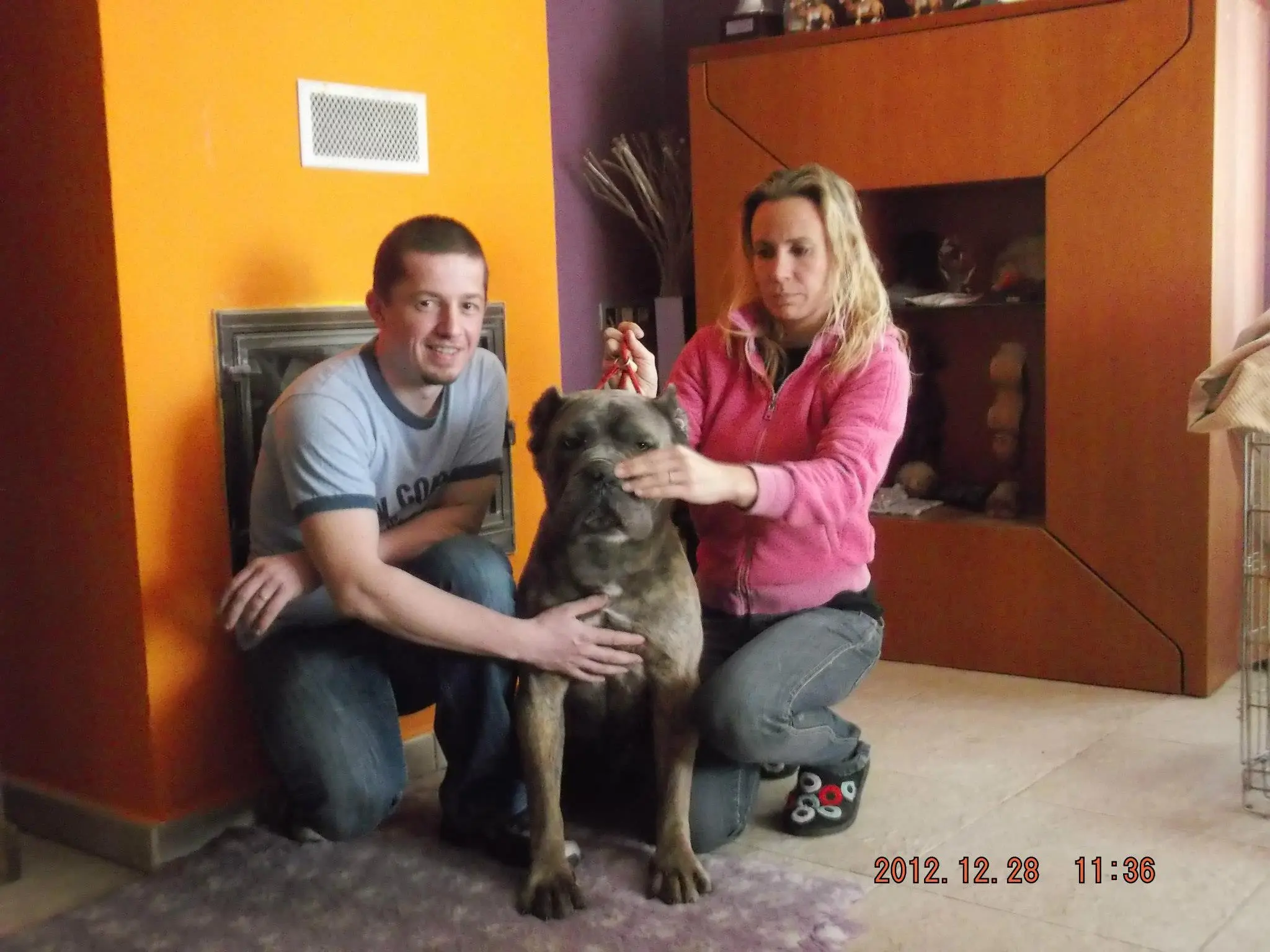 It. Ch. WARRIOR Cane Corso, Italian Champion din linia Bayron și Quasar Del Dyrium, alături de viitorii fondatori ai canisei Nobile Corso di Mogoșoaia