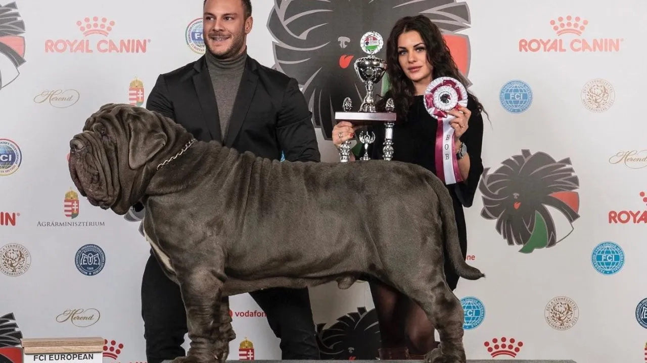 Mastino napoletano diform modern premii expozitii