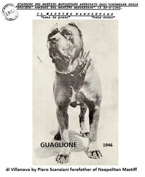 Mastino napoletano original 1946 guaglione