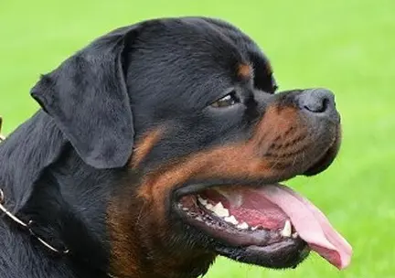 Rottweiler cap diform selectat în expozitii